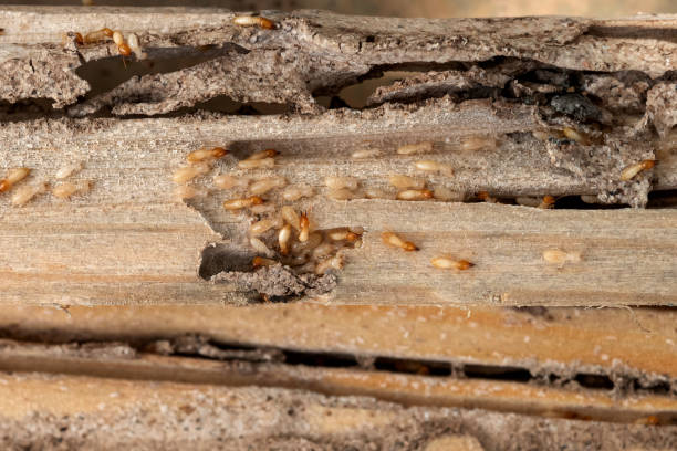 Best Spider Control Near Me  in Fort Irwin, CA