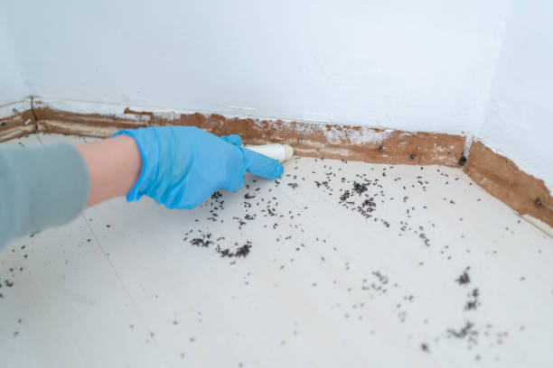 Best Mosquito Control Services  in Fort Irwin, CA